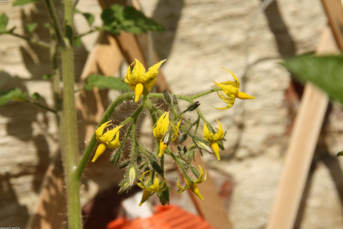 Comment planter des tomates étape par étape dans un jardin familial