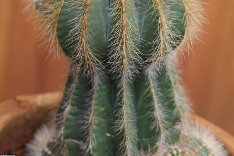 Comment greffer des cactus étape par étape (guide théorique-pratique)