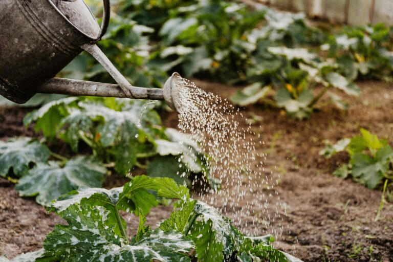 Cinq plantes aromatiques faciles à cultiver sur un balcon en pot
