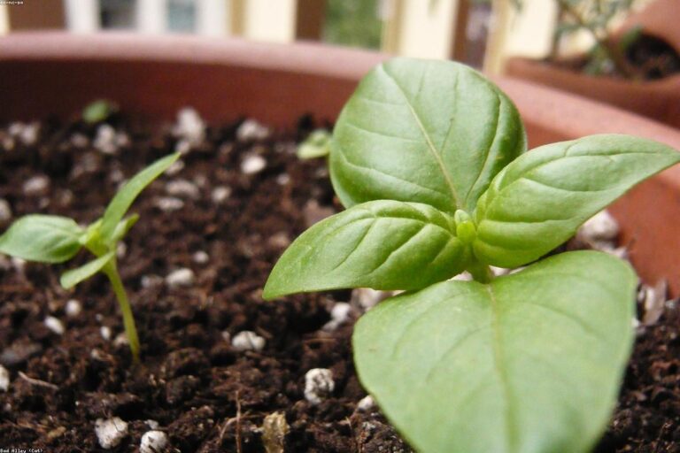 Pailler son potager avec ses tontes de pelouse : ce qu'il faut savoir