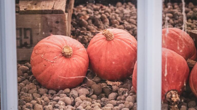 Calendrier de semis potager automne Angers: guide complet