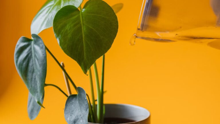Prévenir les maladies des plantes d'intérieur en hiver