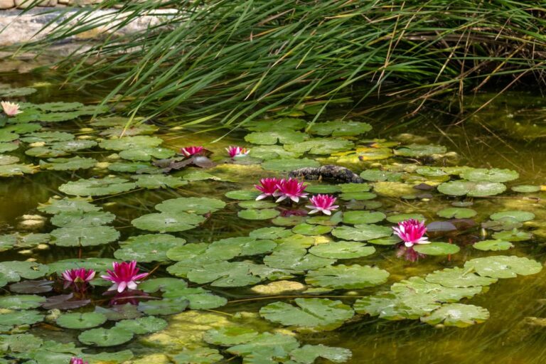 Aménagez votre jardin, construisez-y un bassin