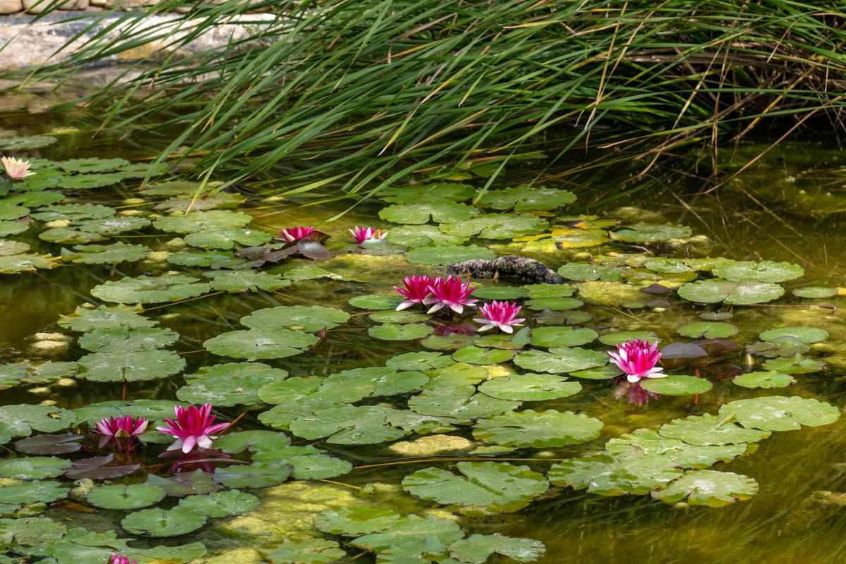 Aménagez votre jardin, construisez-y un bassin
