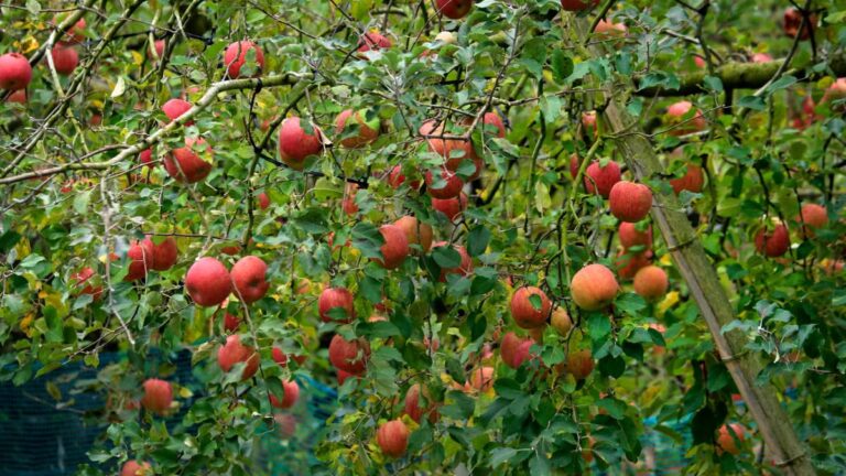 Calendrier de taille des arbres fruitiers en automne à Angers