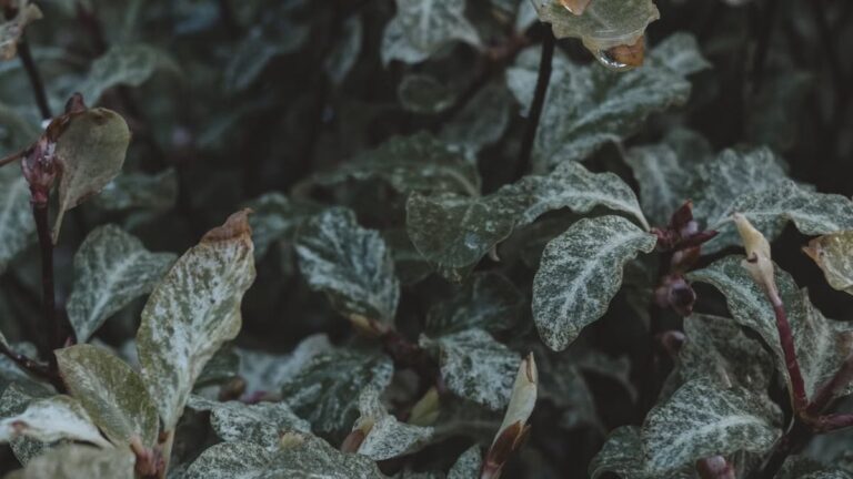 Choisir les meilleures plantes pour un jardin d'hiver à Angers