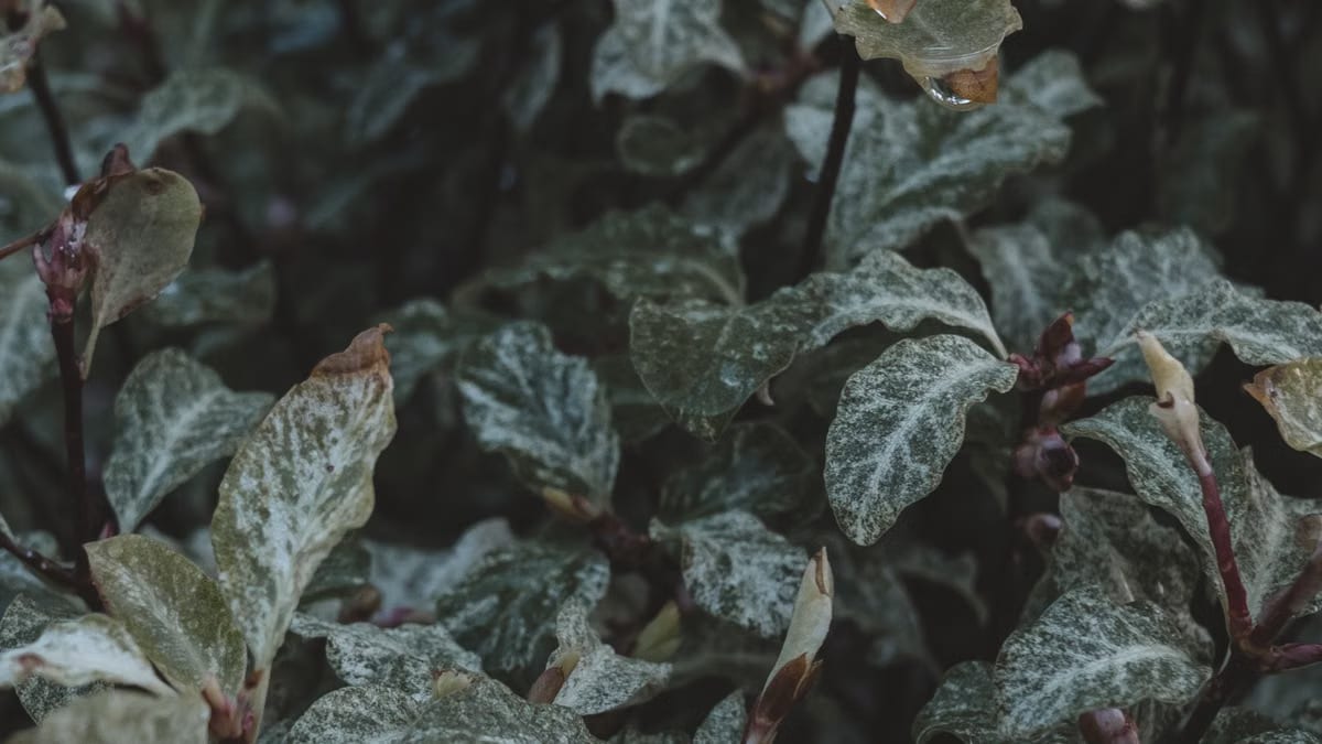 Choisir les meilleures plantes pour un jardin d'hiver à Angers