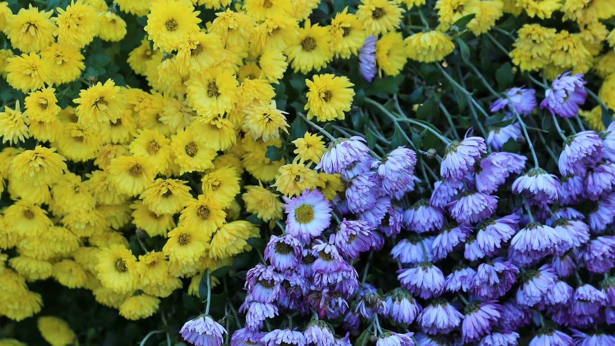 Créer un jardin d'automne à Angers : plantes et aménagements