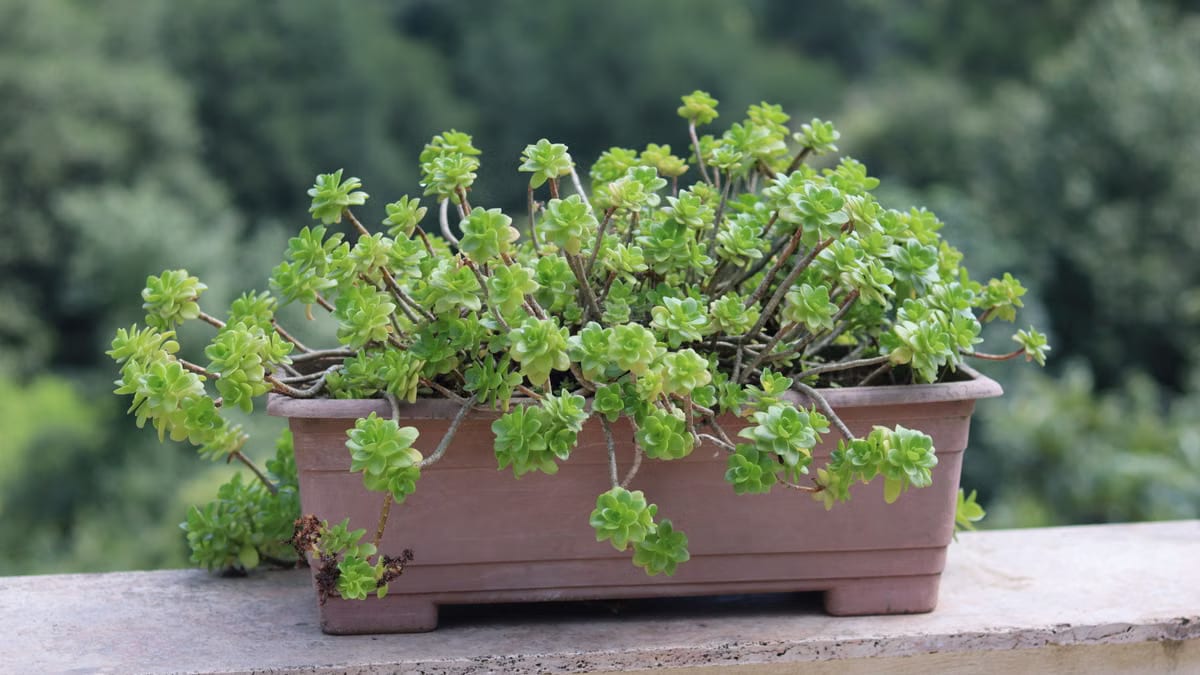 Créer une terrasse végétalisée durable à Angers