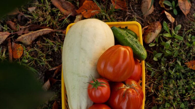 Lutte biologique potager automne : 5 techniques sans chimie