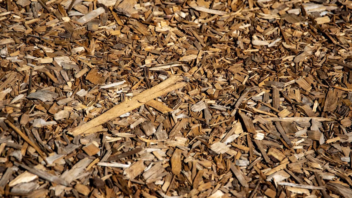 Paillage potager automne Angers : techniques efficaces
