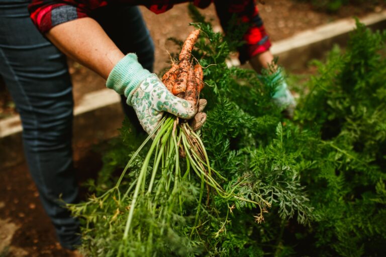 Cultiver des légumes sains dans son jardin : les conseils d’un paysagiste angevin