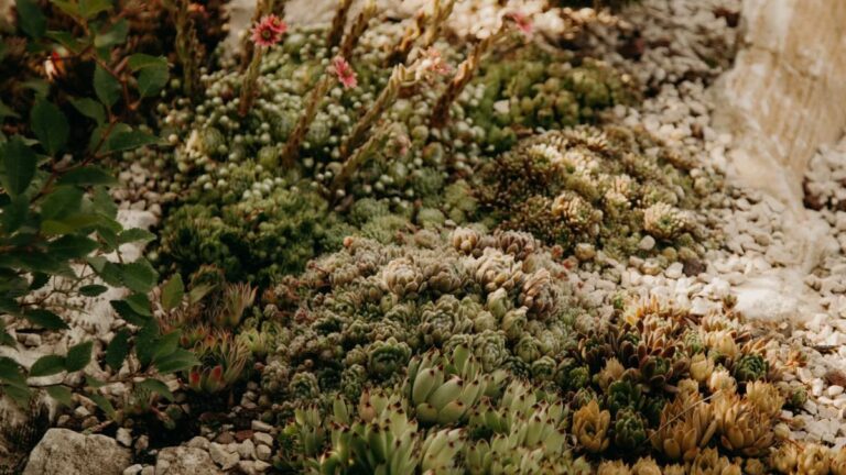 Plantes couvre-sol résistantes à la sécheresse à Angers