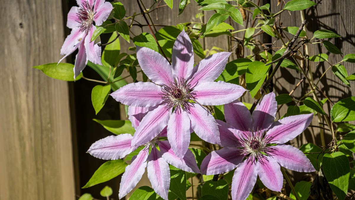 Plantes grimpantes terrasse Angers : le guide complet