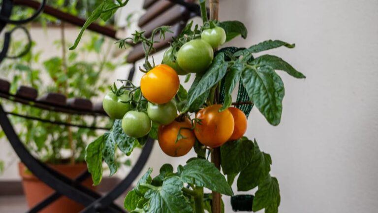 Réussir son balcon potager en automne à Angers