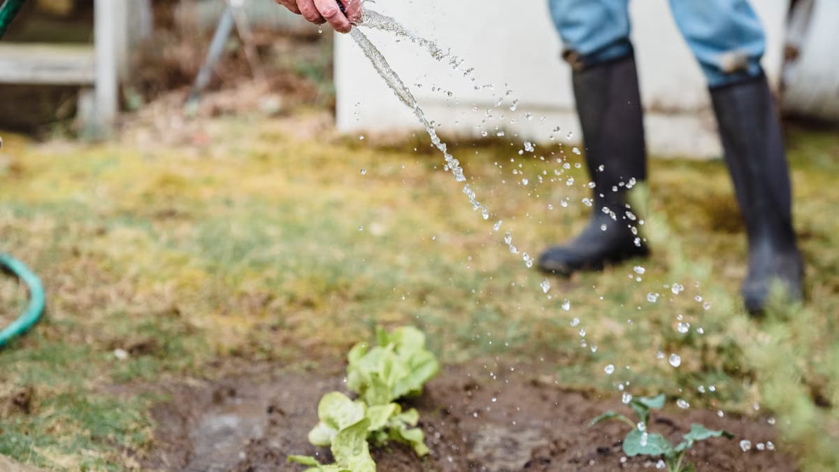 Arrosage automatique potager Angers : guide complet