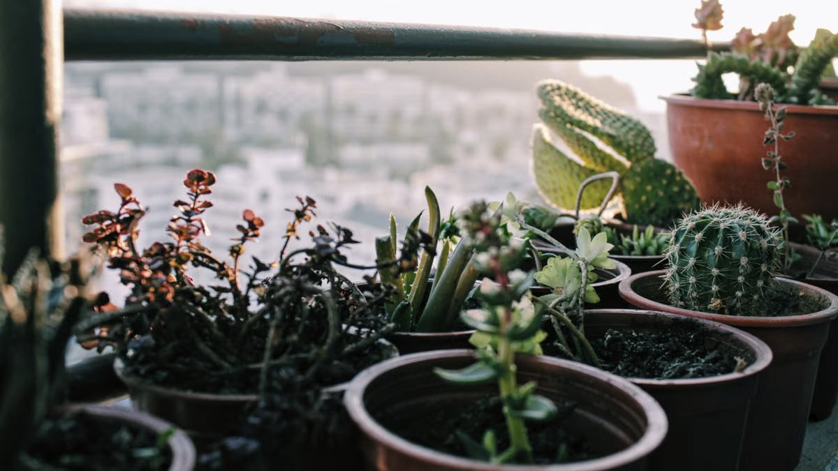 Choisir les meilleures plantes pour balcon automne Angers