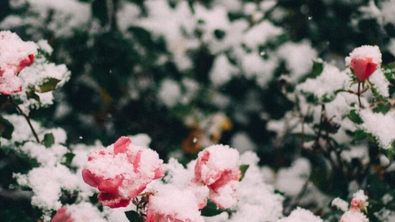 Créer un jardin d'hiver à Angers : les plantes à privilégier