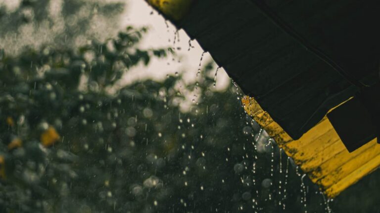 Créer un jardin de pluie à Angers : guide complet