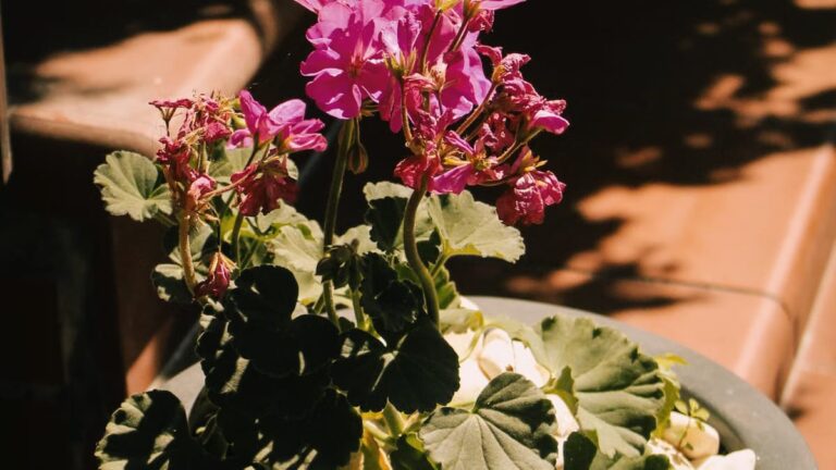 Plantes balcon ensoleillé Angers : le guide complet