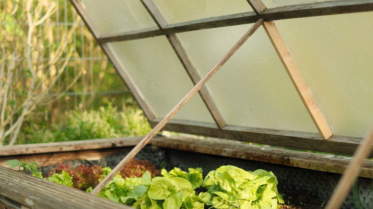 Potager d'hiver à Angers : 5 légumes et astuces