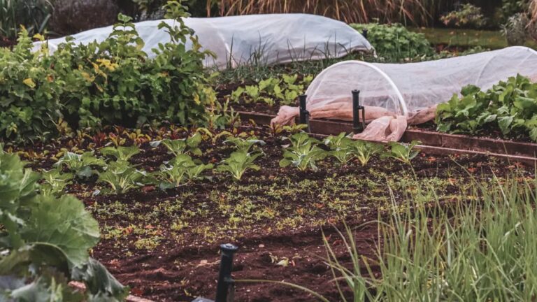 Préparer son jardin pour l'hiver à Angers : guide complet