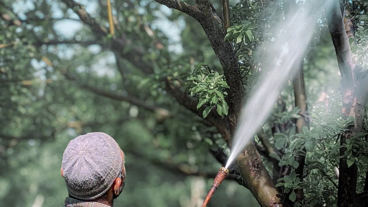 Prévenir les maladies des arbres fruitiers en hiver à Angers