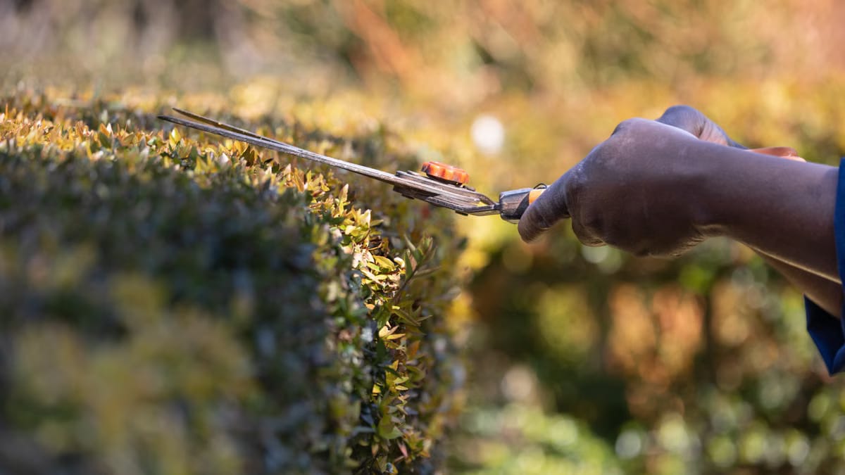 Taille des haies en automne à Angers : techniques et timing